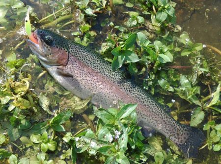 竿が折れ、イトウが釣れた ～フィシングパーク高島の泉～